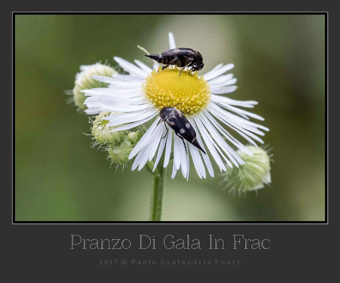 Pranzo Di Gala In Frac