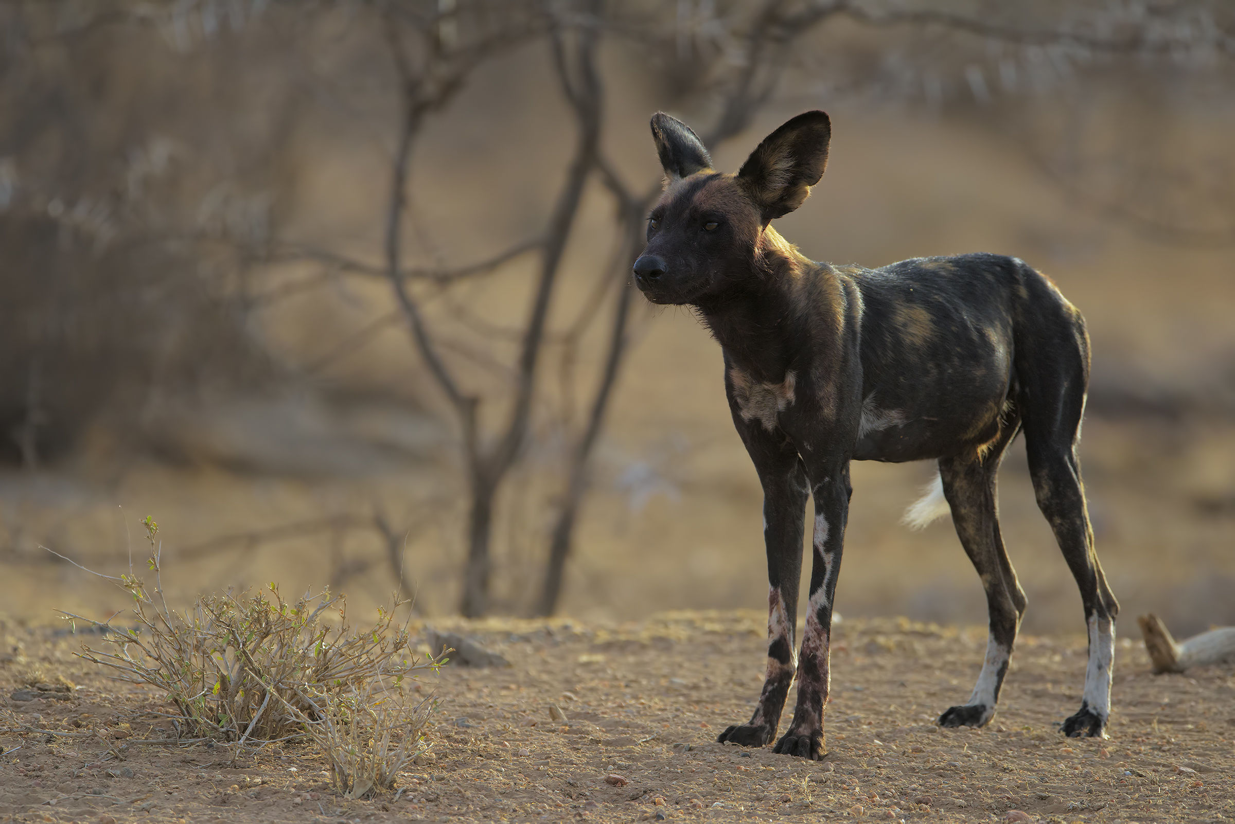 Sunrise with Licaoni