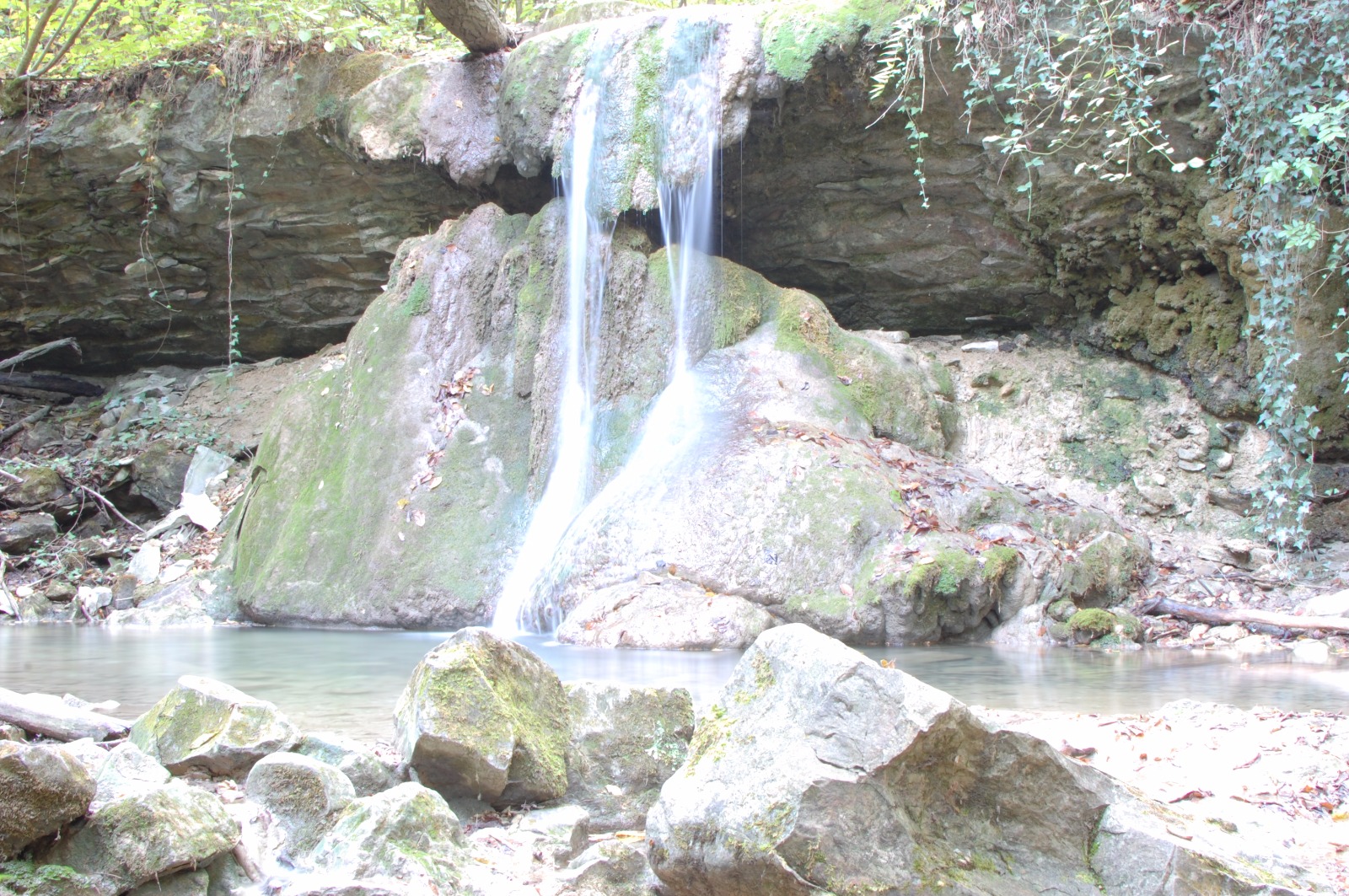 The enchanted forest