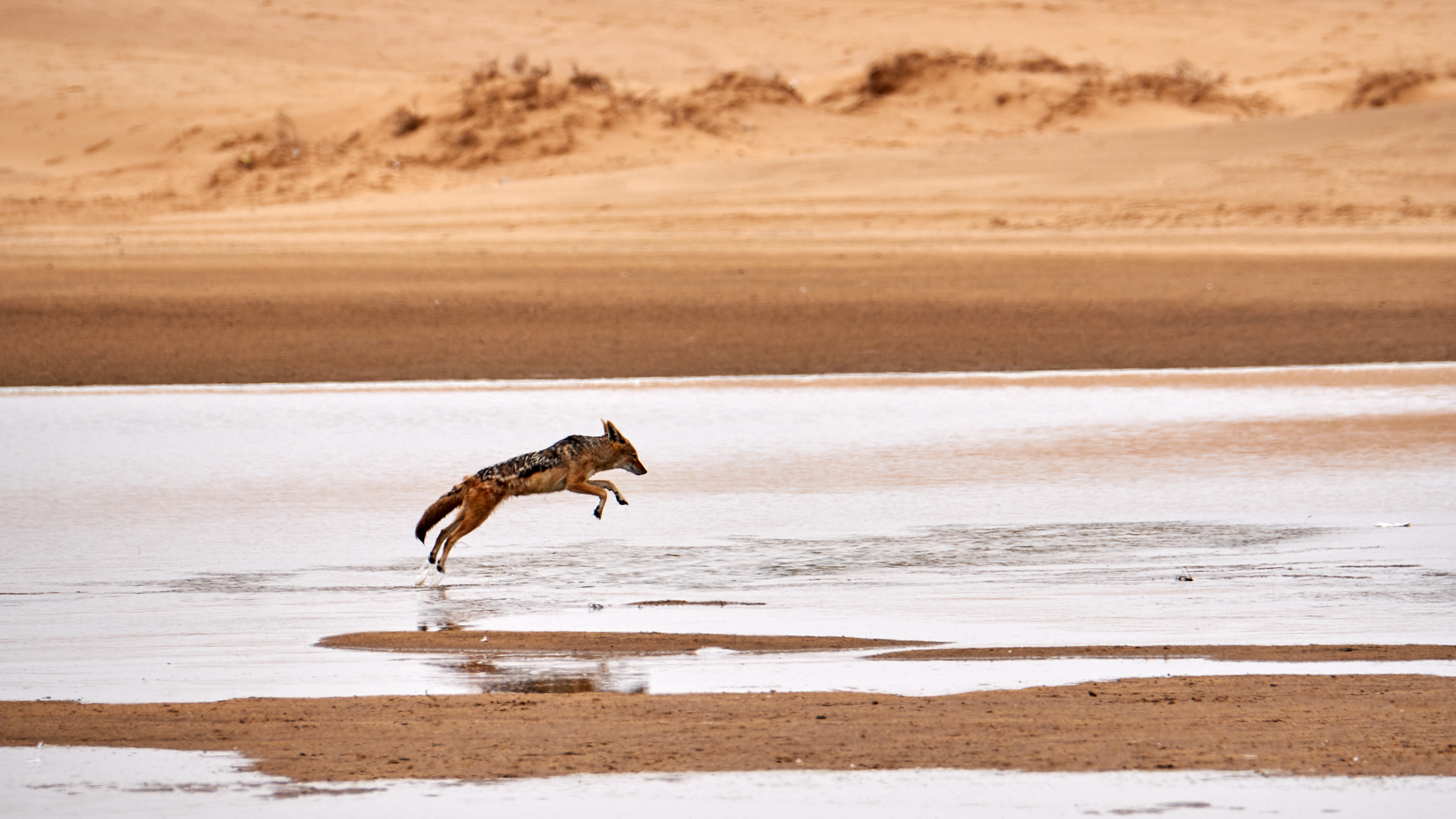 the jump of the jackal