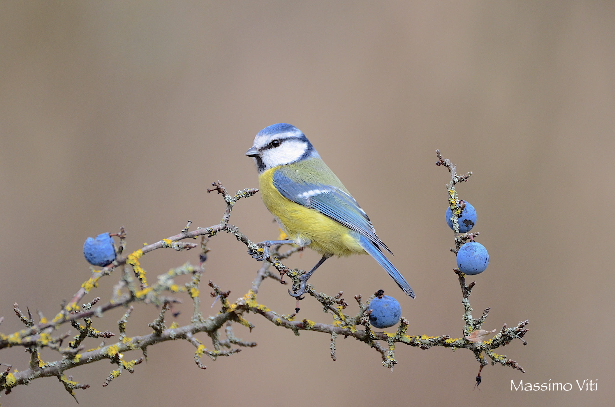 " Assonanze di colori " Cinciarella e prugnoli
