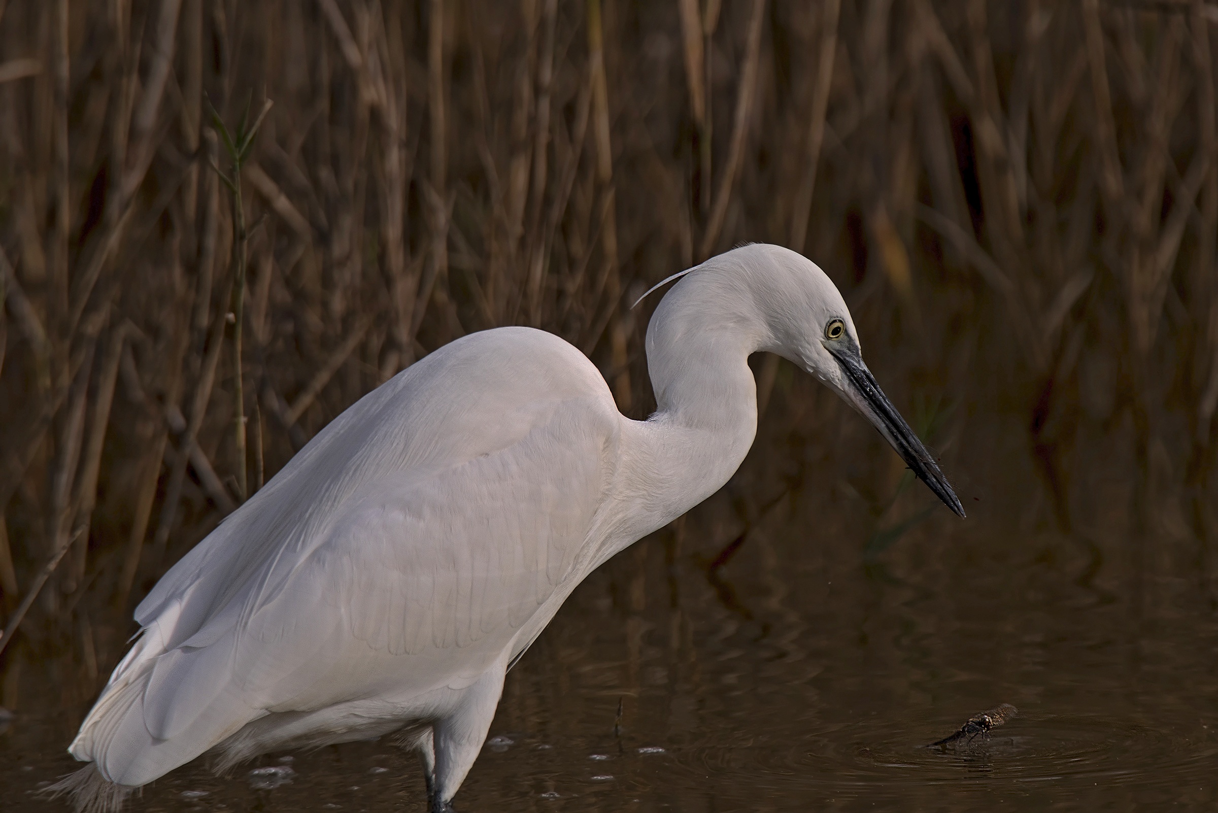 La Garzetta e la Libellula