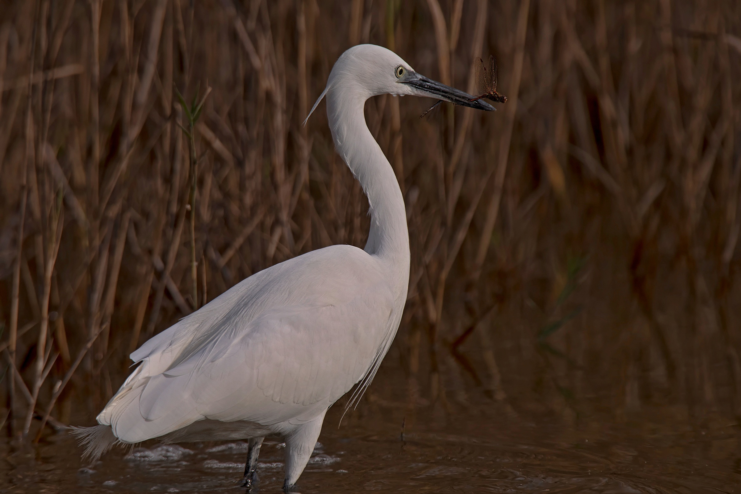 La Garzetta e la Libellula