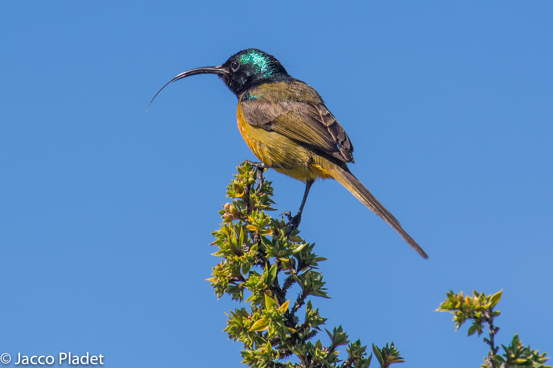 sunbird dal petto arancione