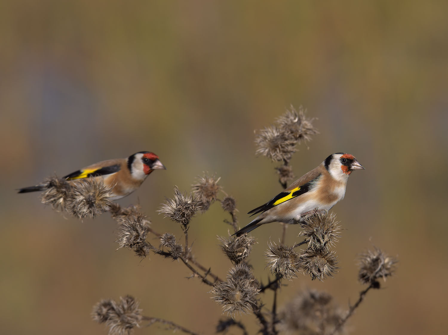 Goldfinch