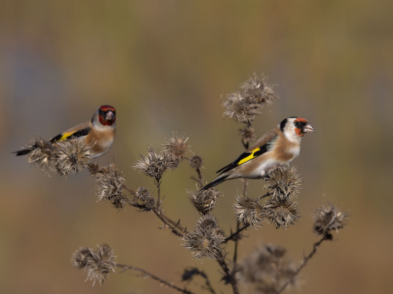 Goldfinch
