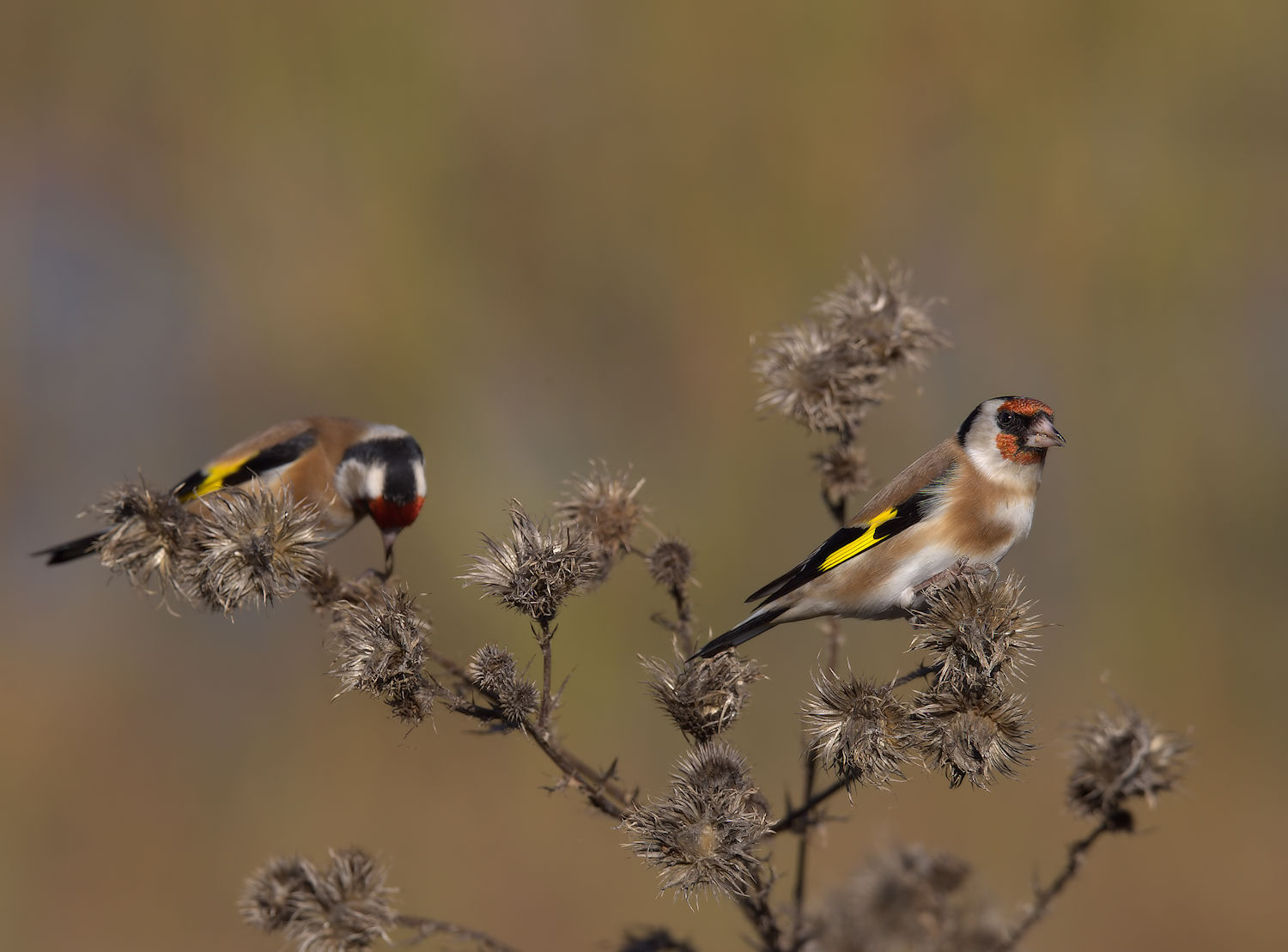 Goldfinch