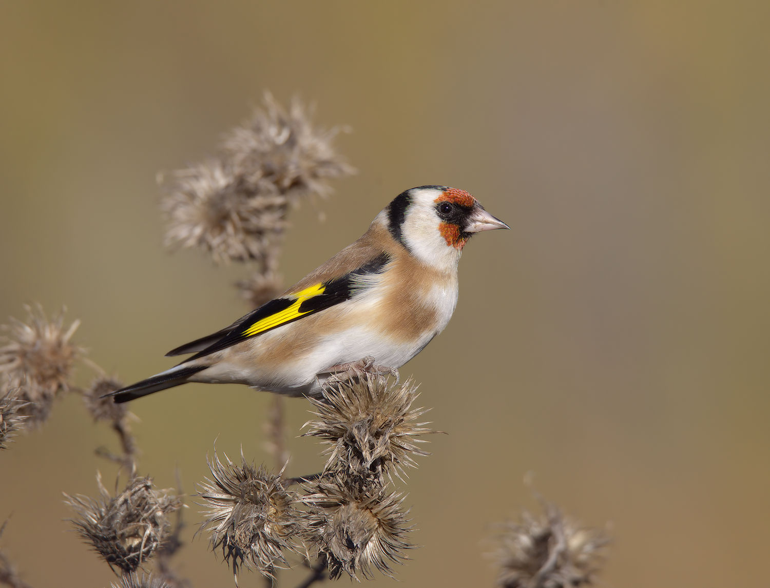 Goldfinch
