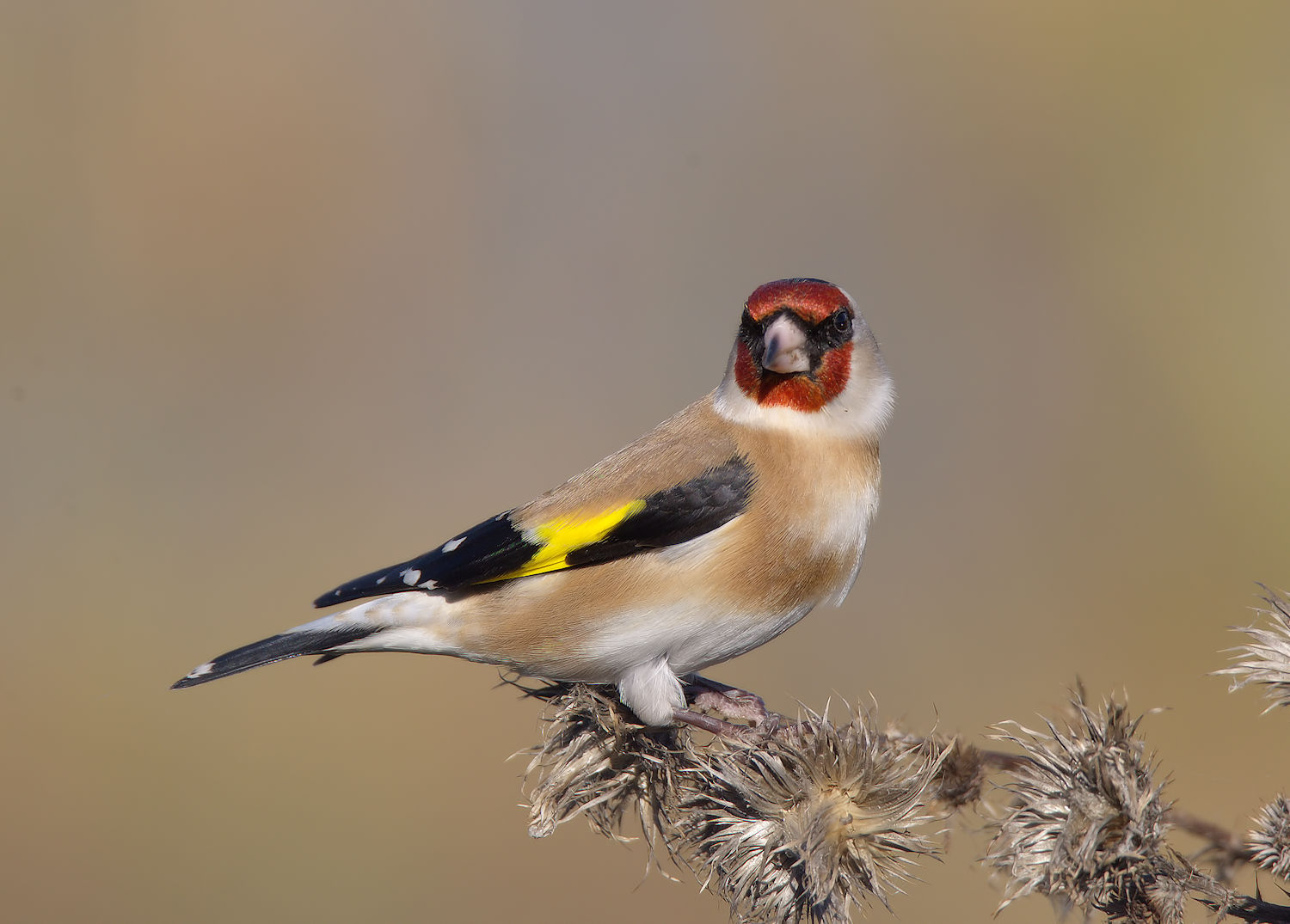 Goldfinch