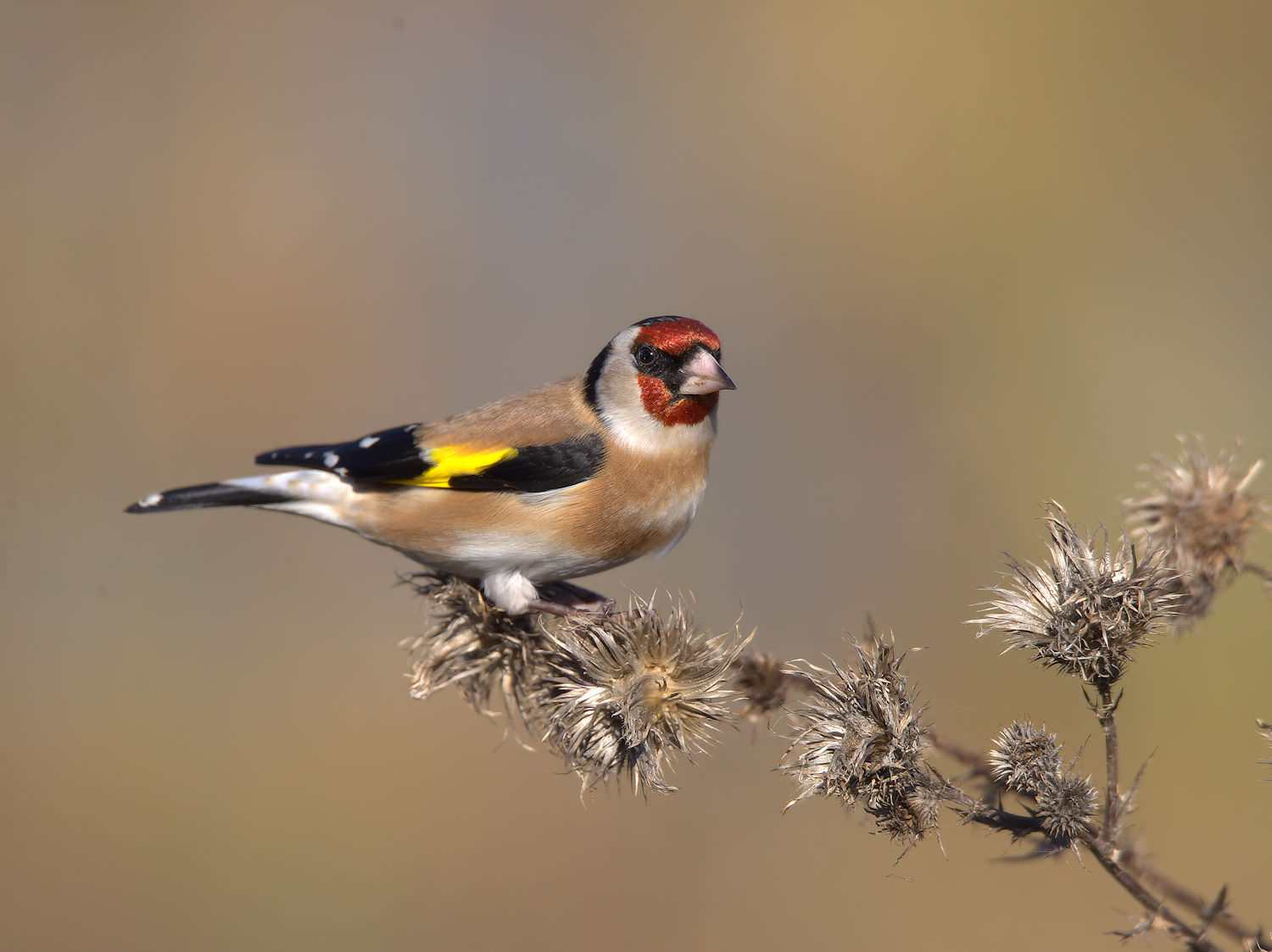 Goldfinch