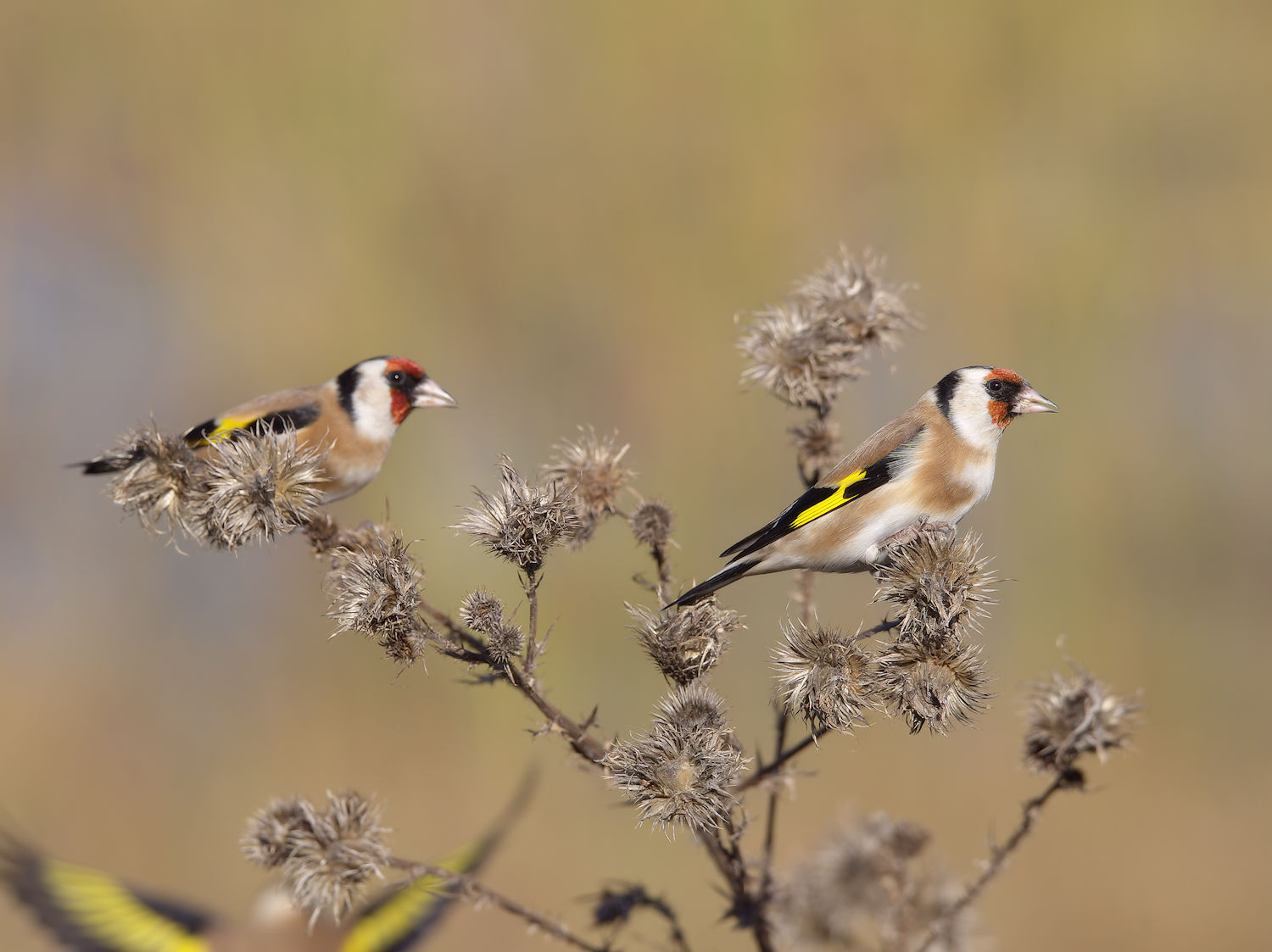 Goldfinch