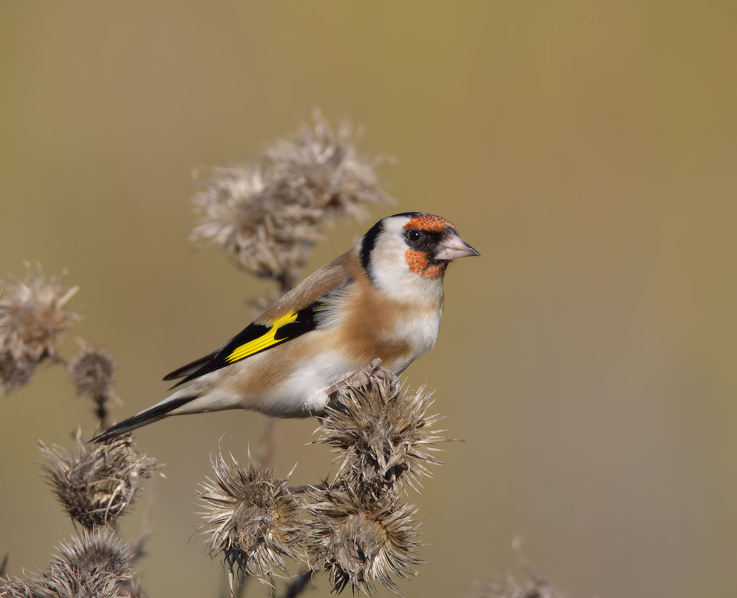 Goldfinch