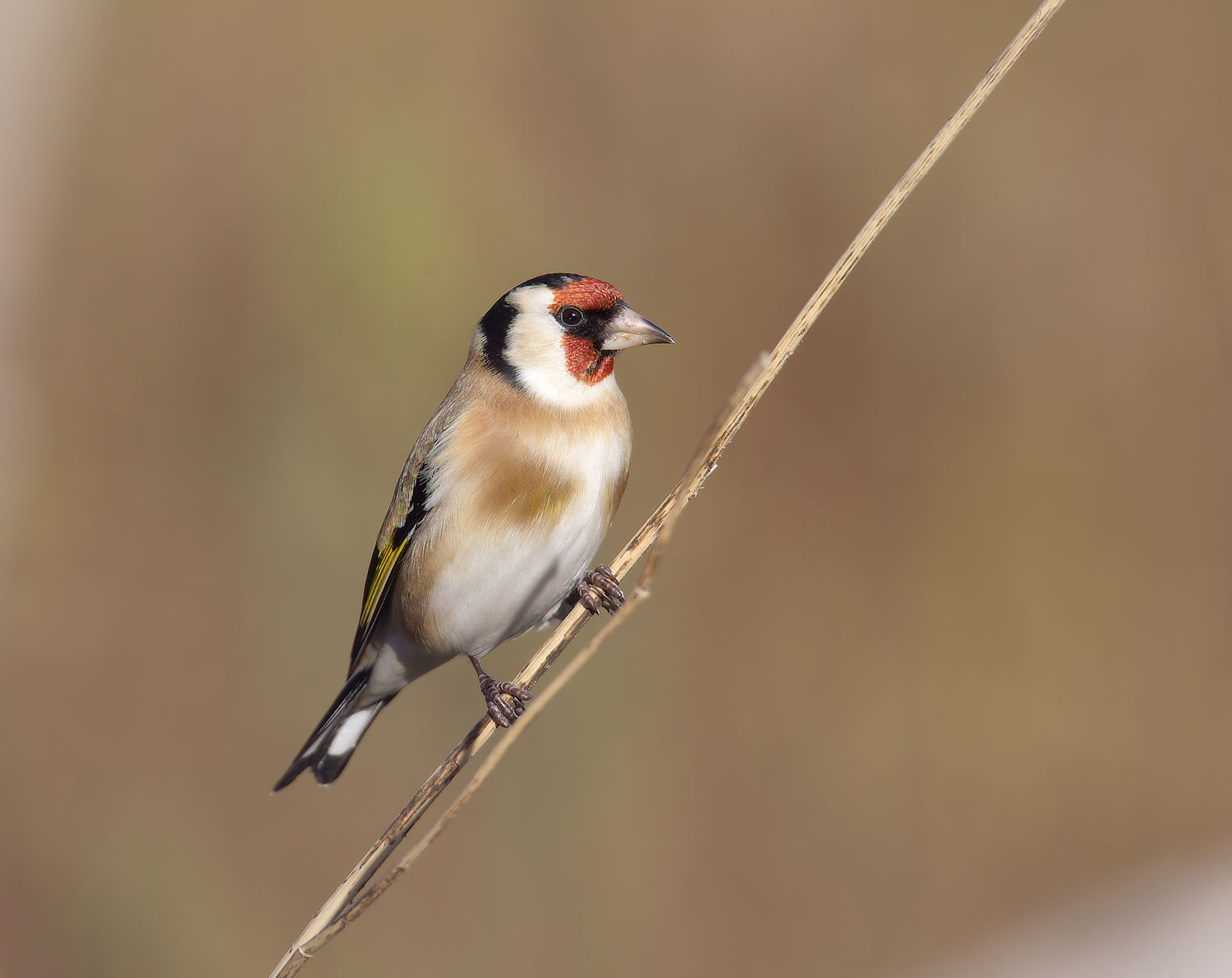 Goldfinch