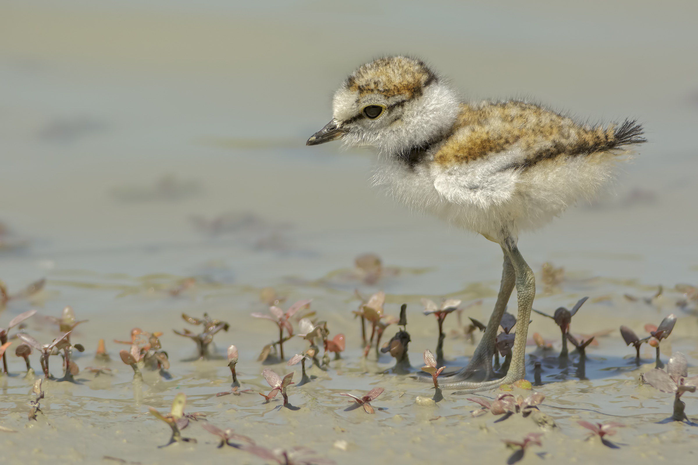 Small Courier Small (Charadrius dubius)