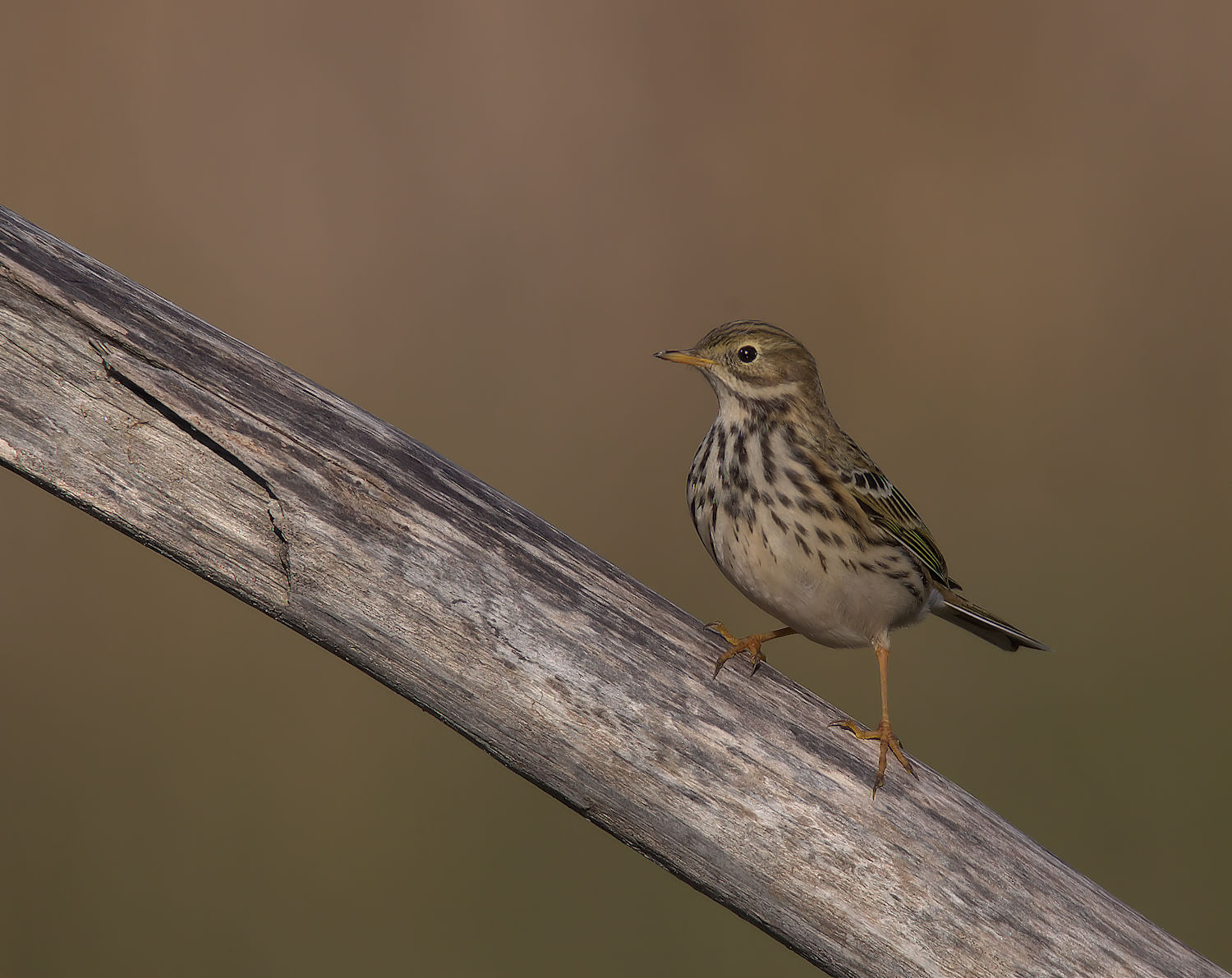 Pipit