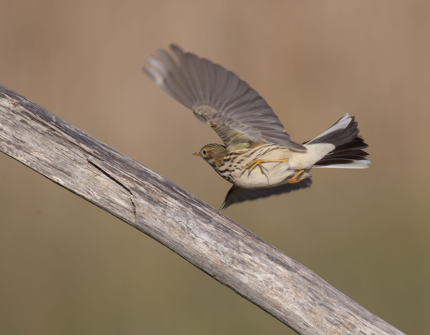 Pipit