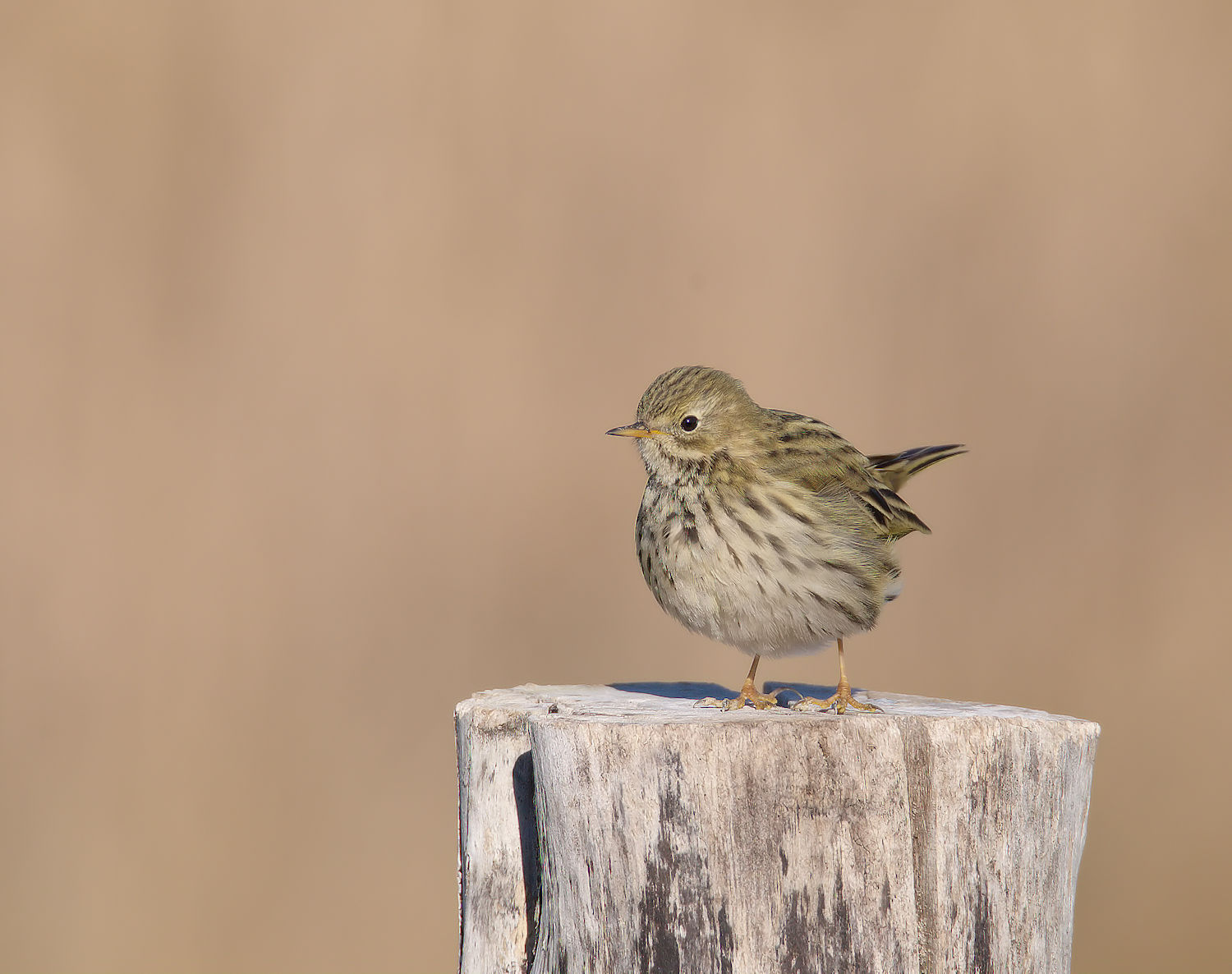 Pipit