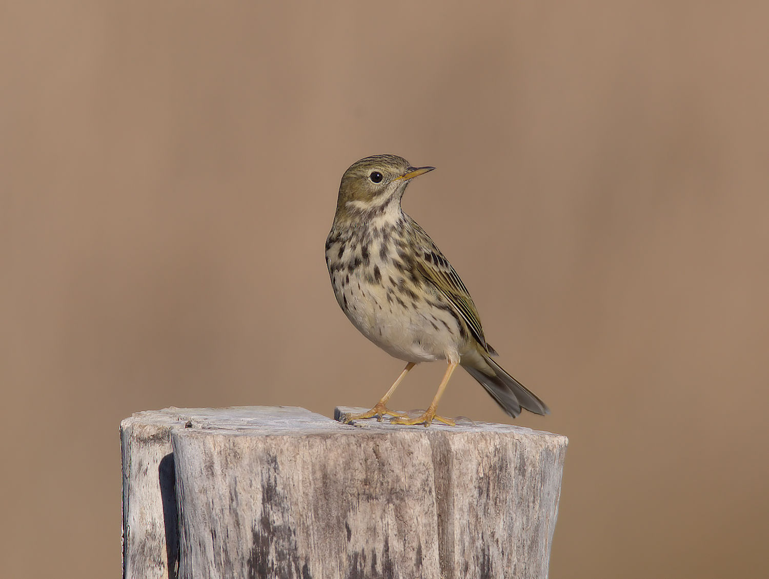Pipit