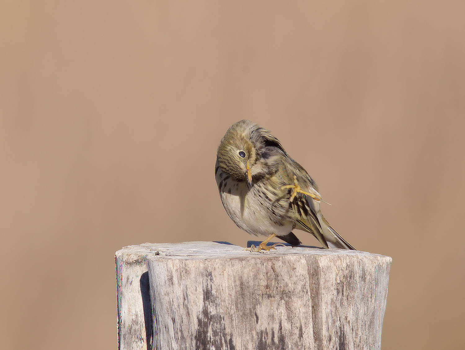 Pipit