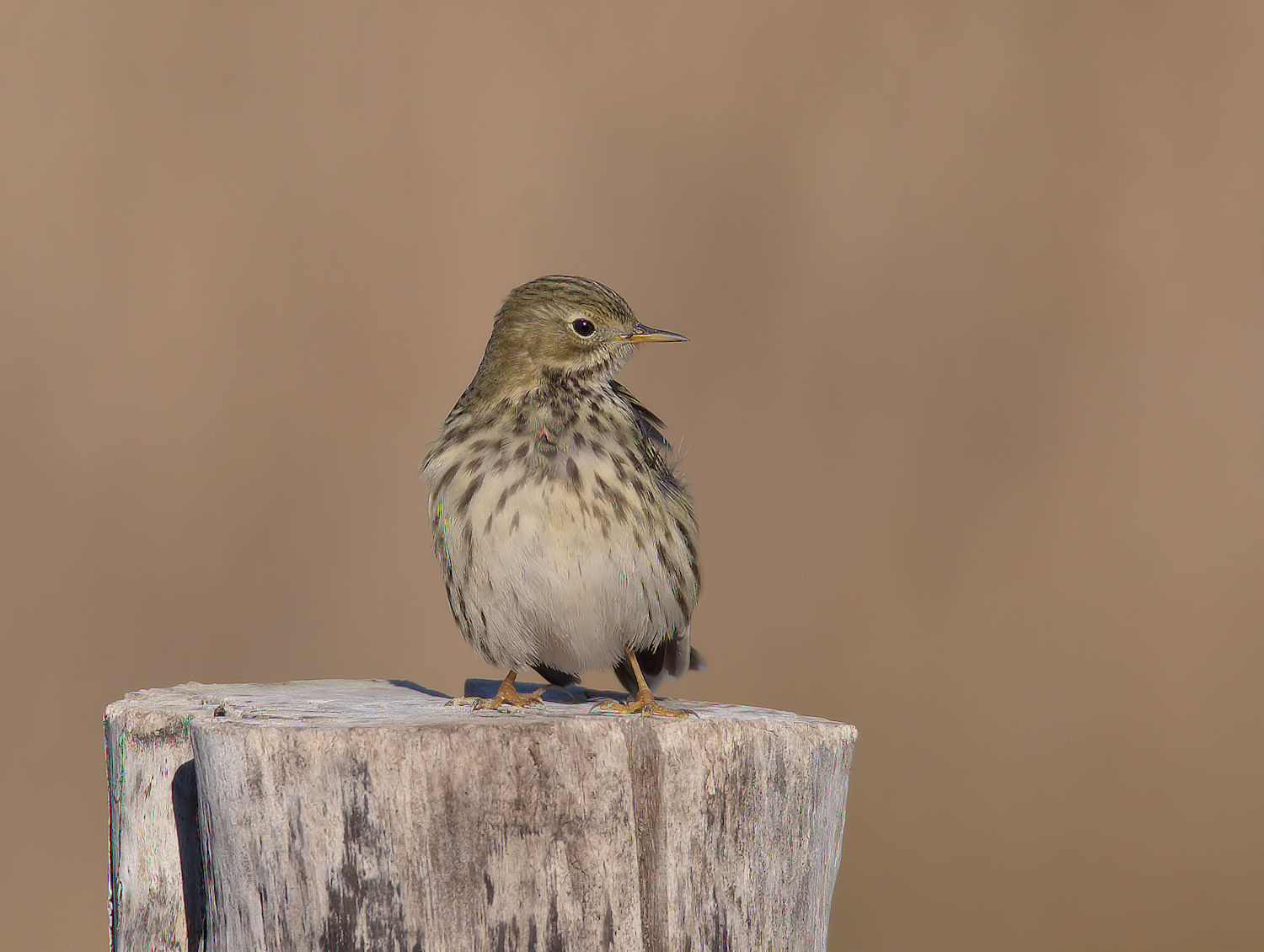 Pipit