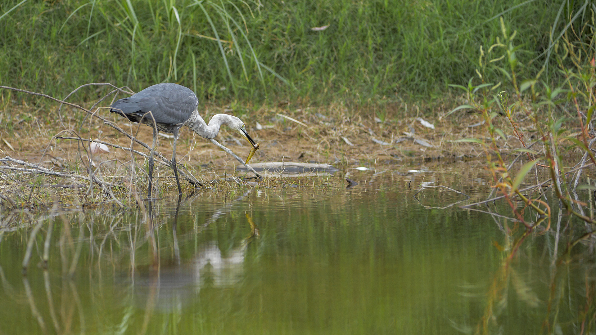 Pacific Ardea (Pacific Heron)