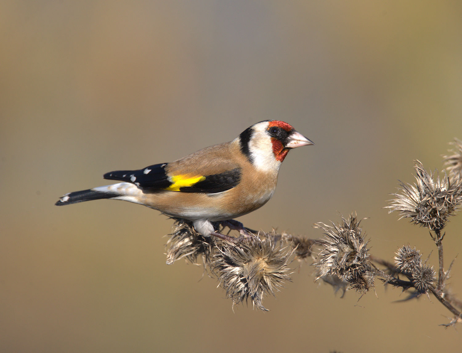 Goldfinch