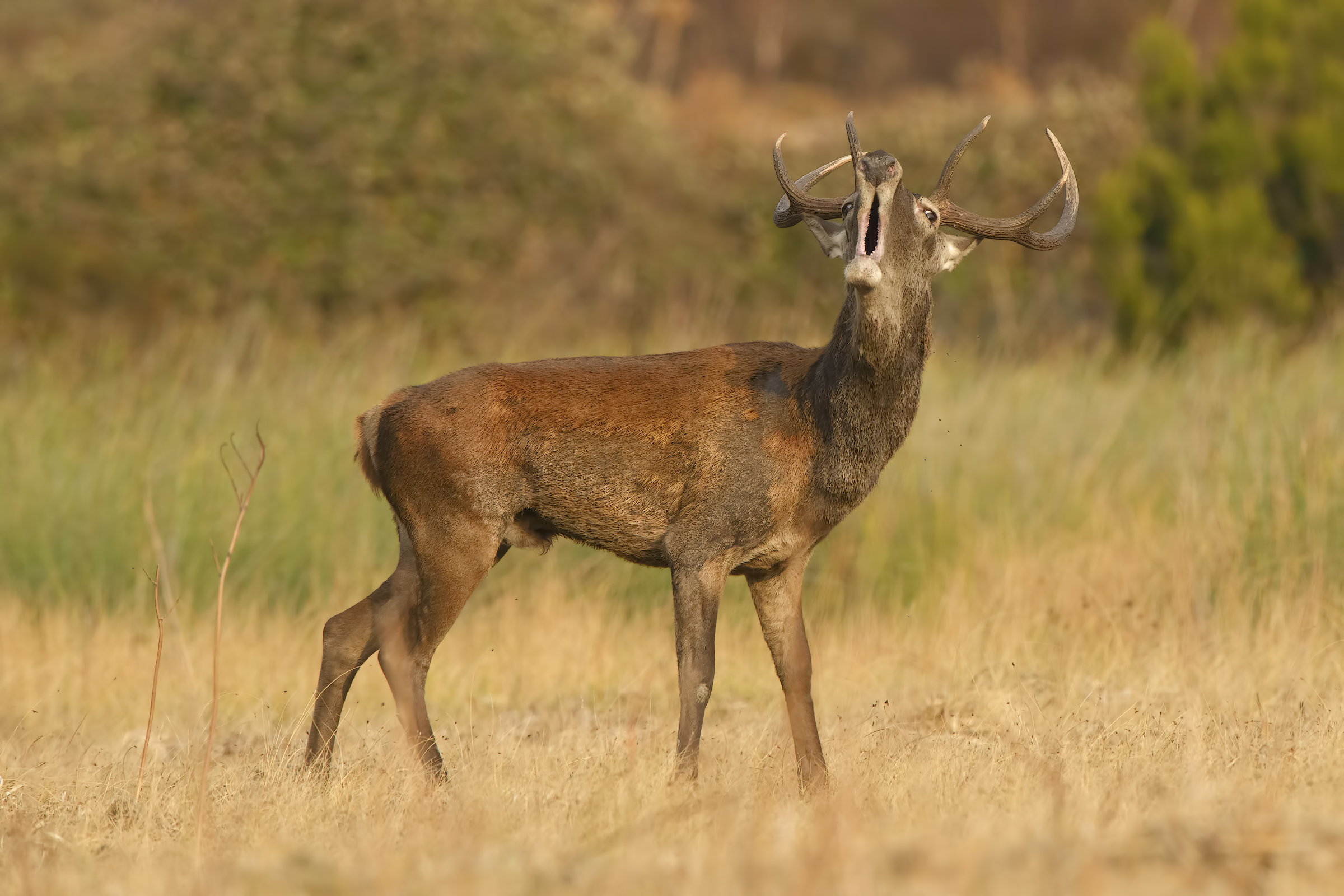 maschio di cervo sardo in bramito