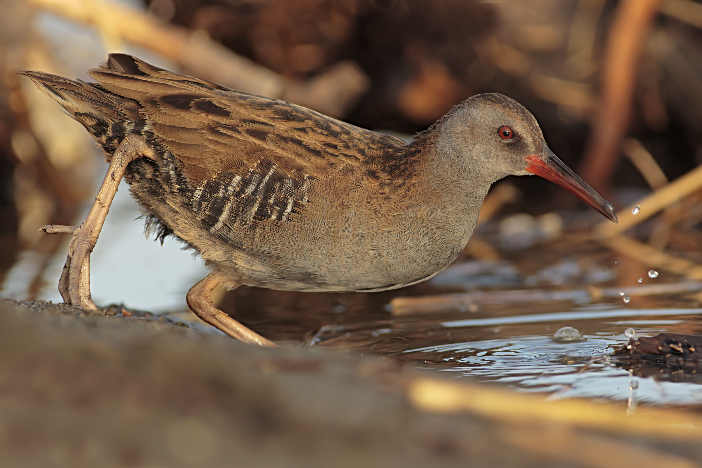 Water Rail