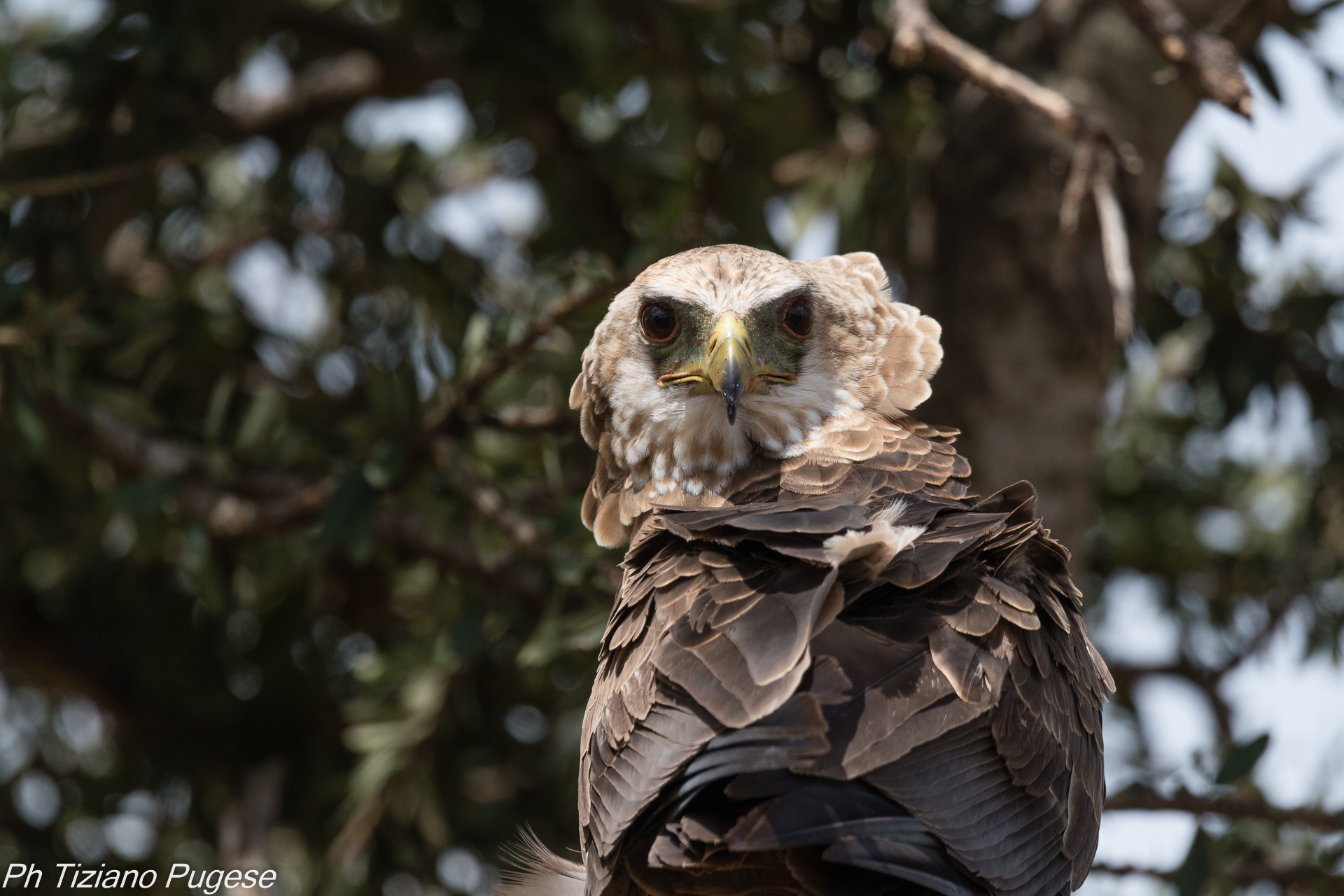 Falco Giocoliere Immaturo