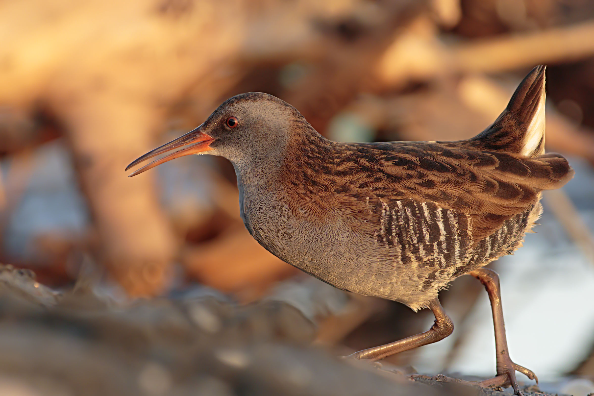 Porciglione at first lights