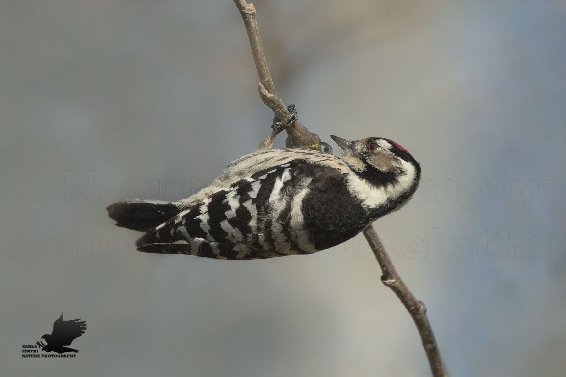 Picchio rosso minore maschio