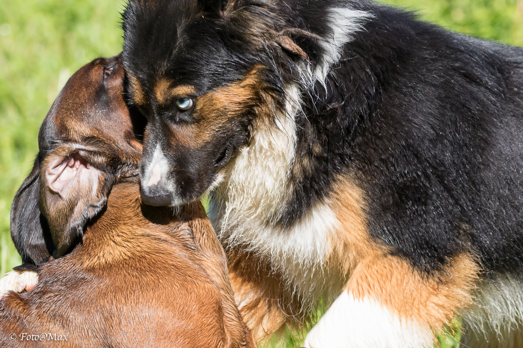 di nuovi gli amici !