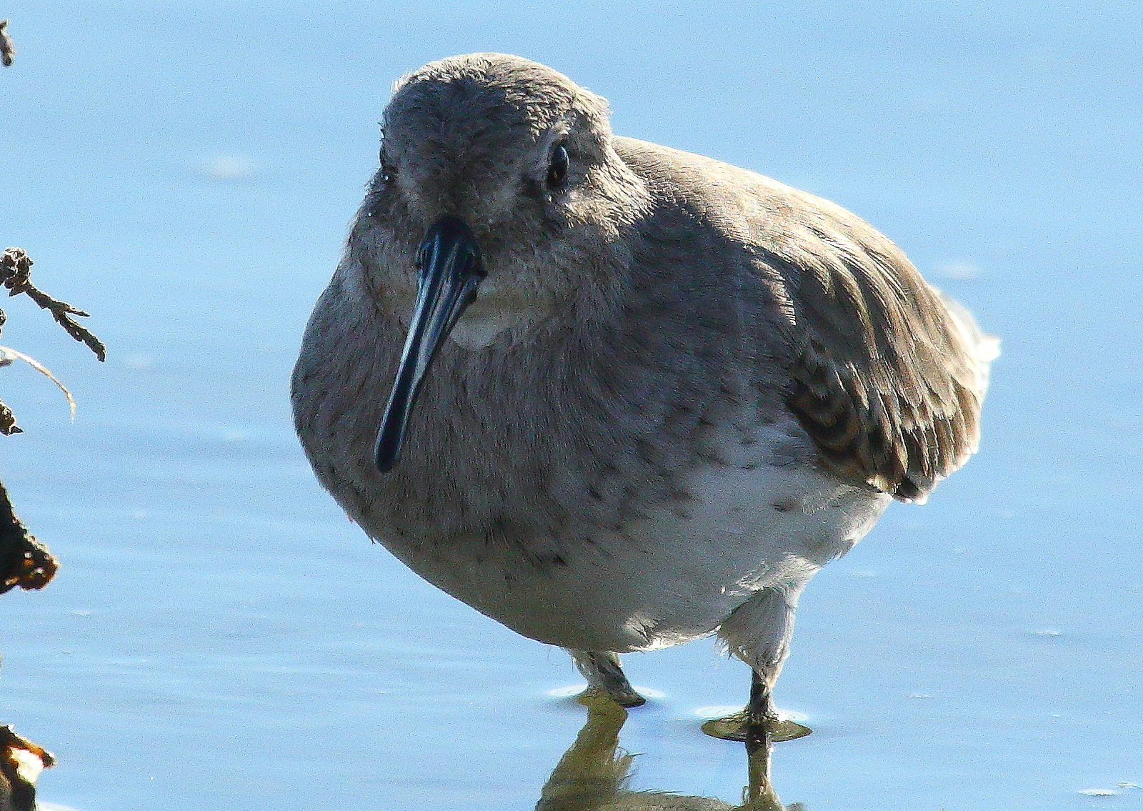 sandpiper