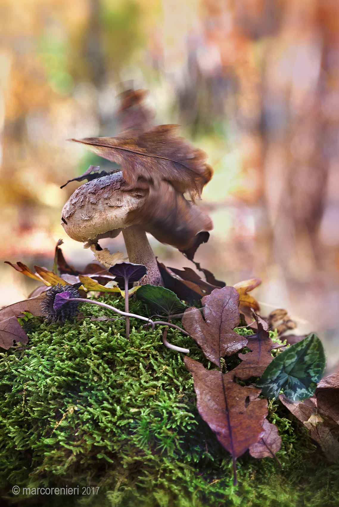 "Si sta come d'autunno sugli alberi le foglie"