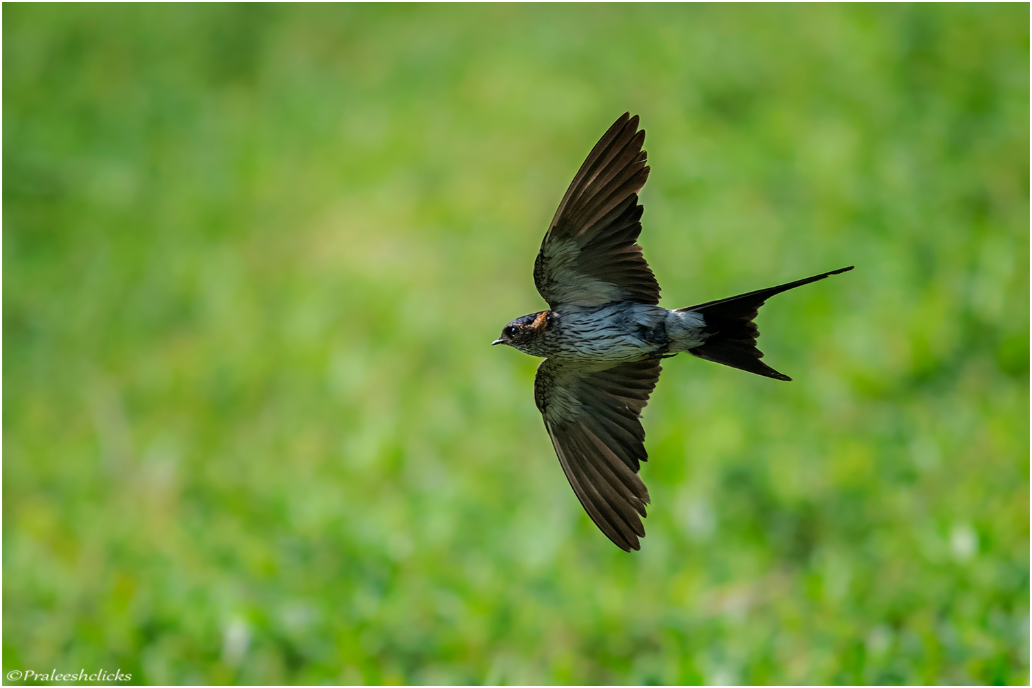 Red-rumped Swallow