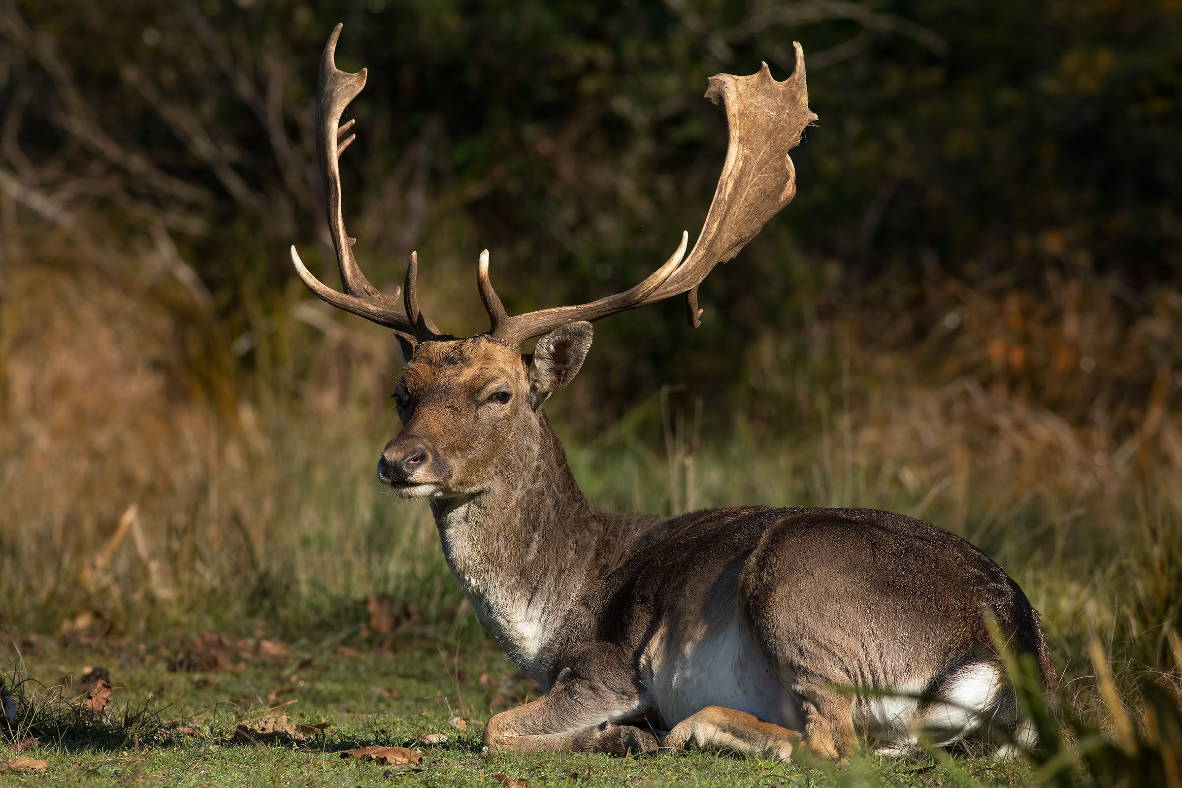 A Dain in the sun .... San Rossore (pi)
