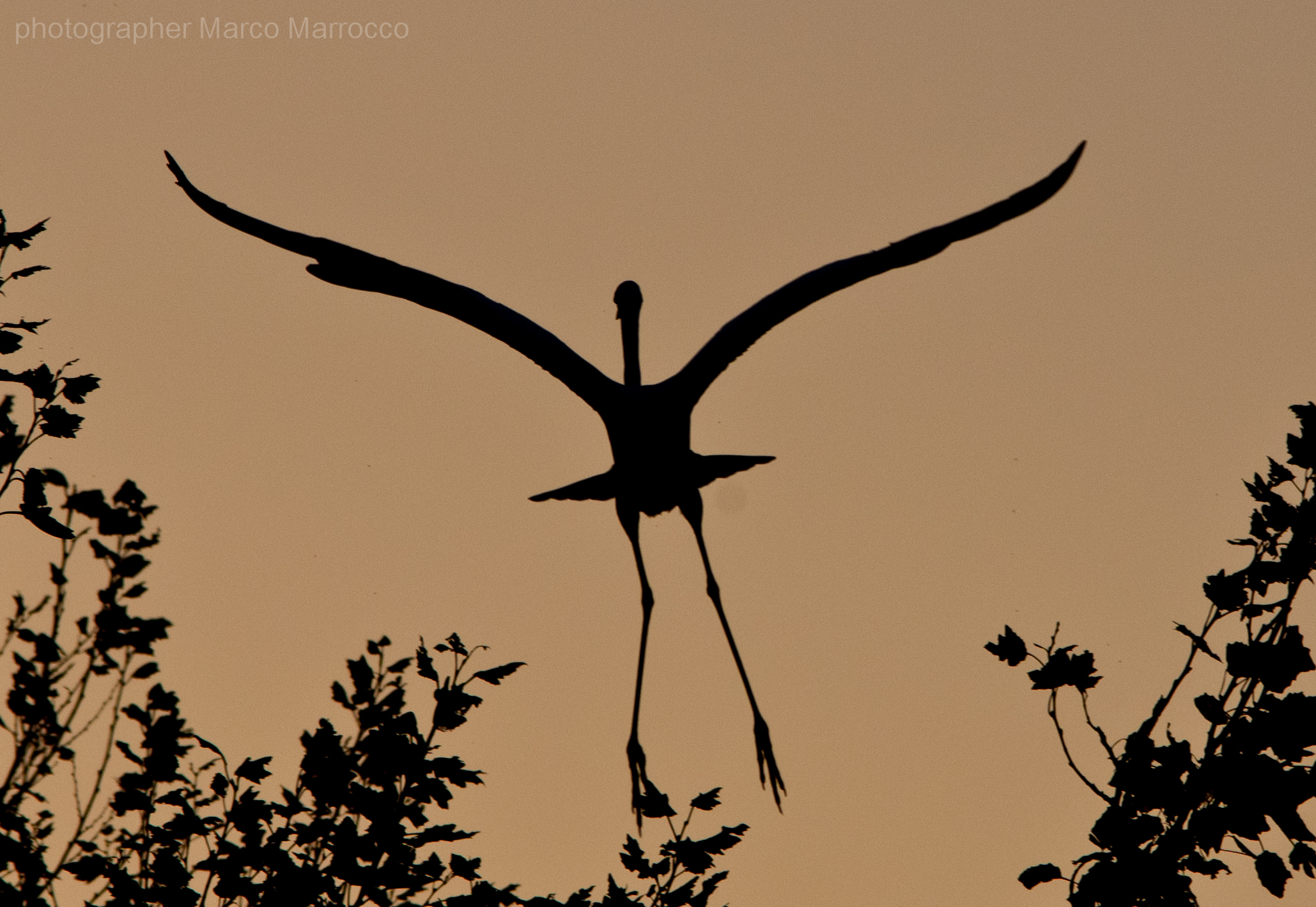 maggiore in silouette
