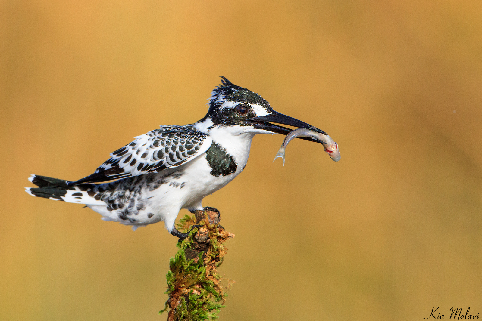 martin pescatore pied
