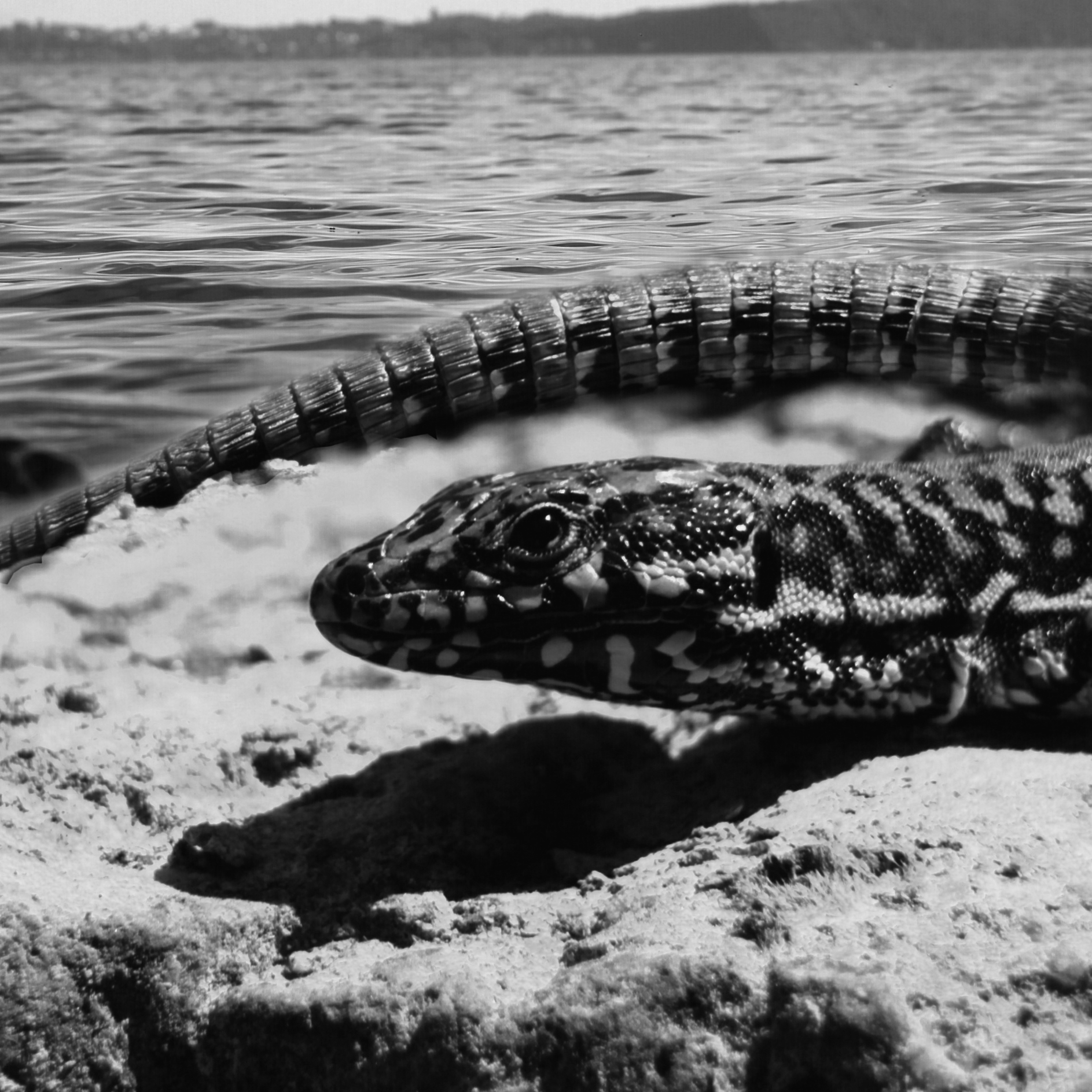 Lizard at lake shore