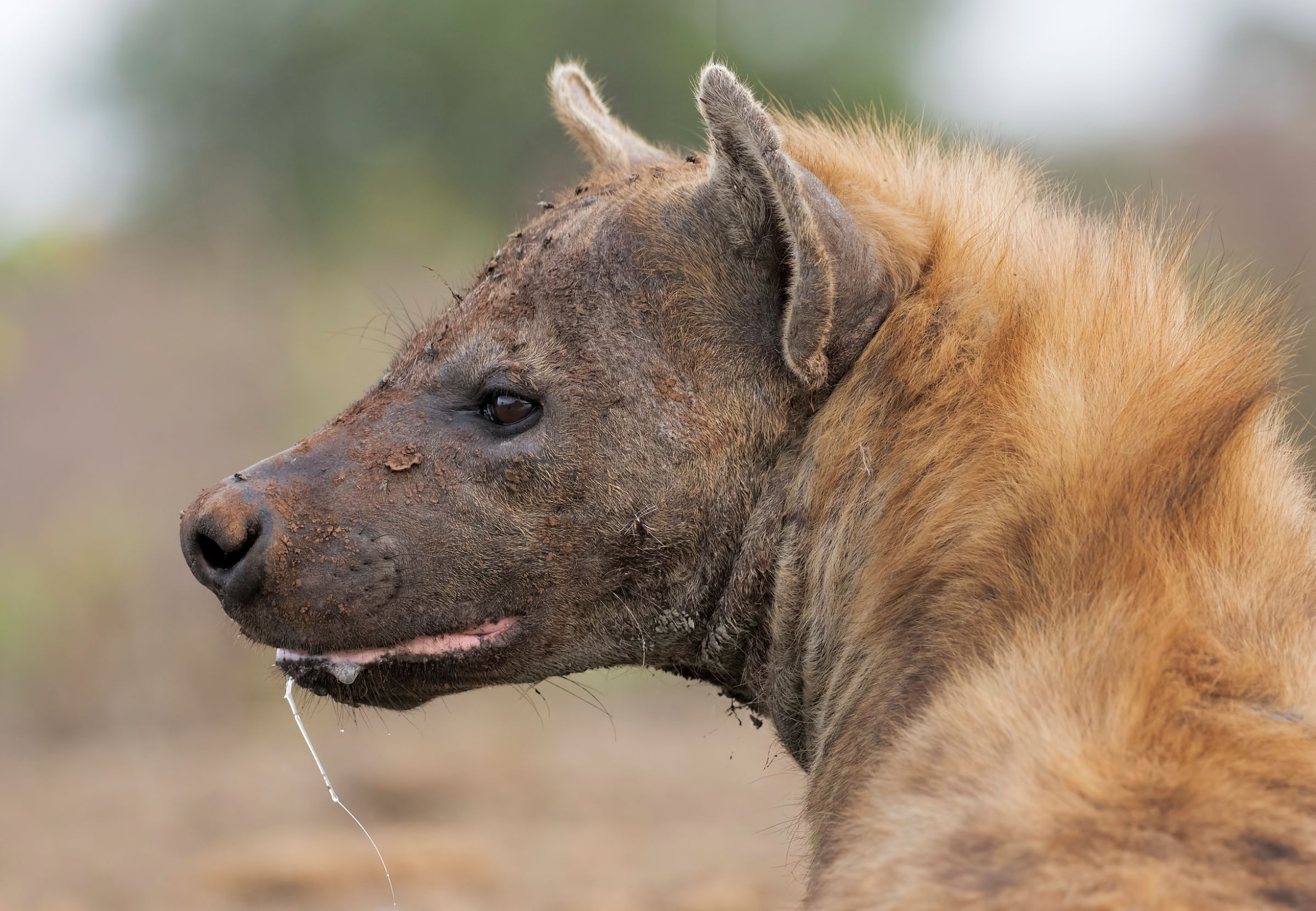 Hyena