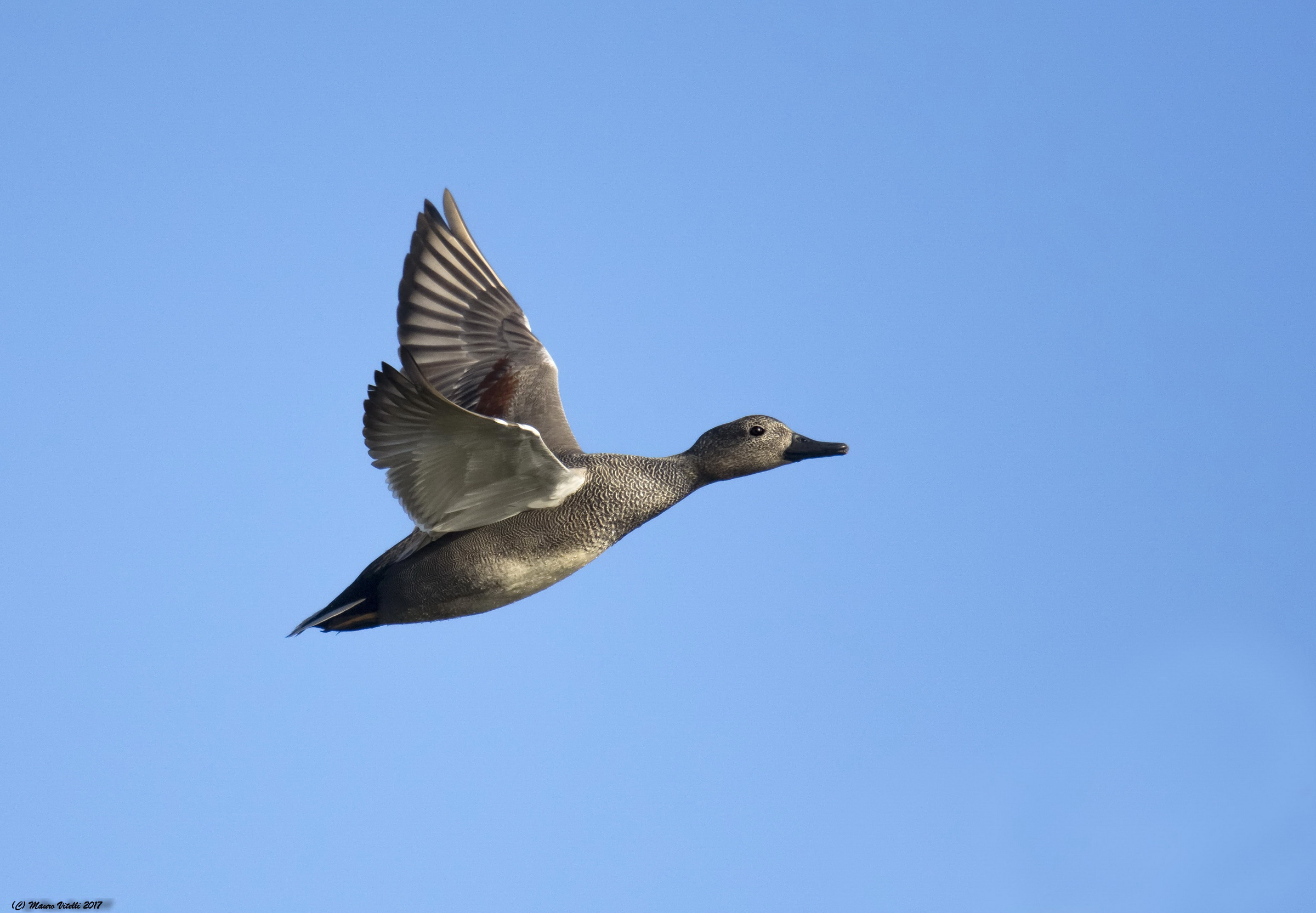 Canapiglia (Anas strepera)