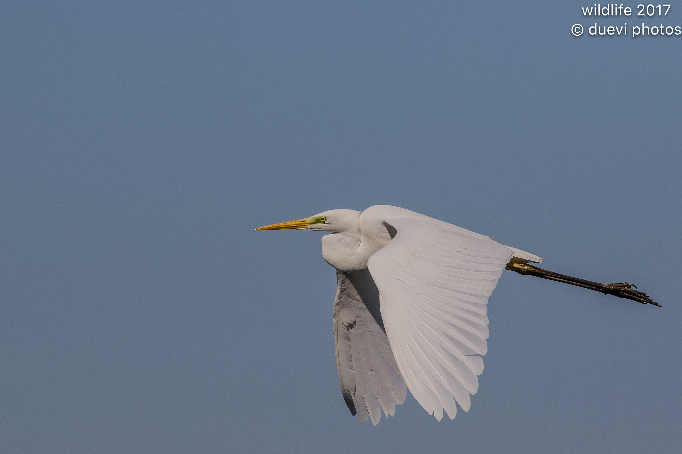 Airone bianco maggiore