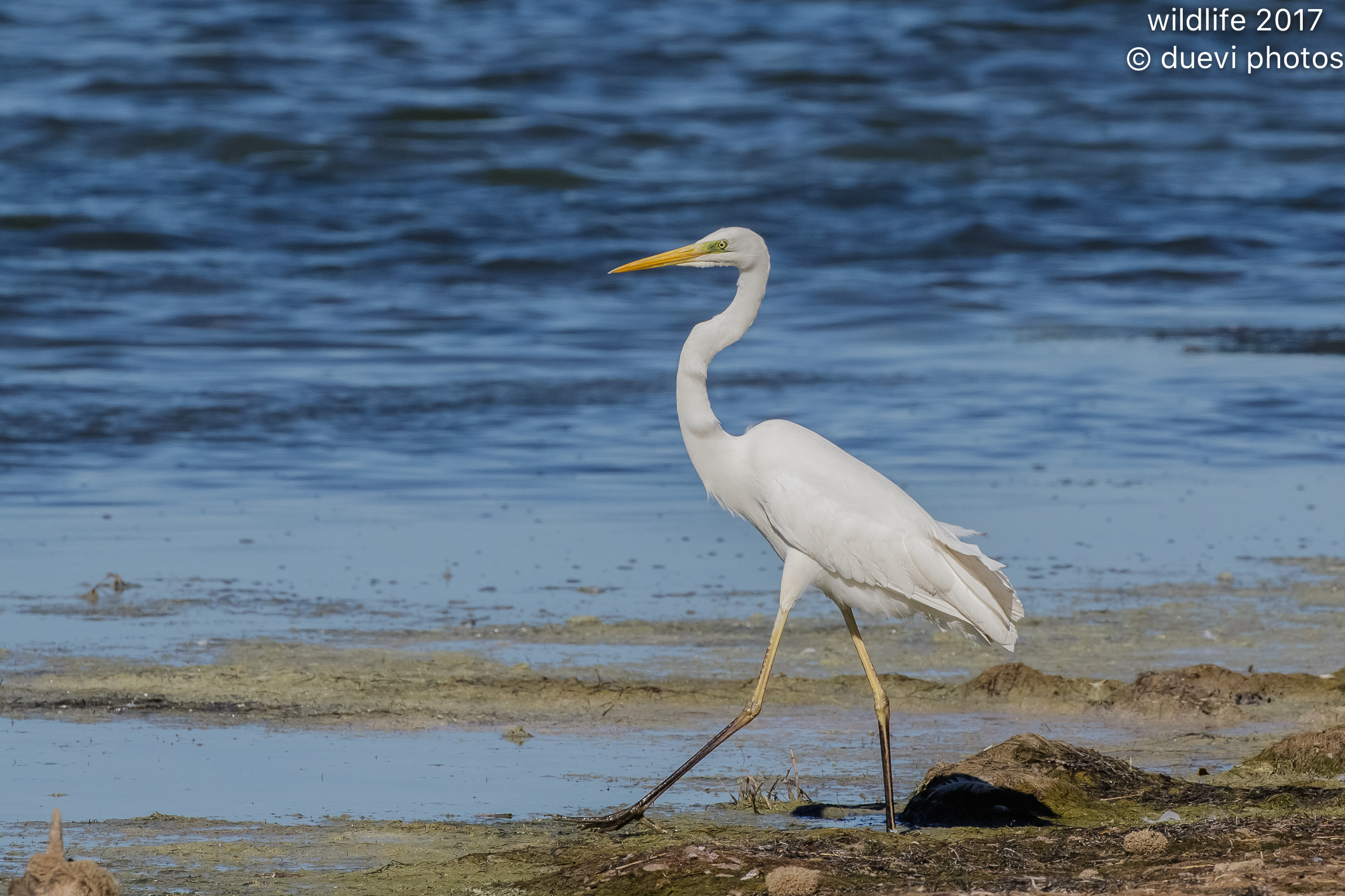 Airone bianco maggiore