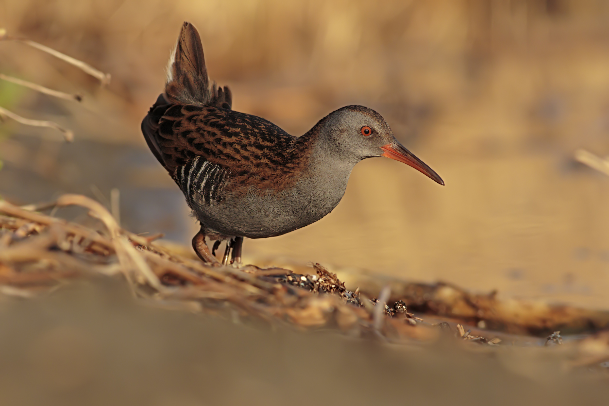 Porciglione at first lights