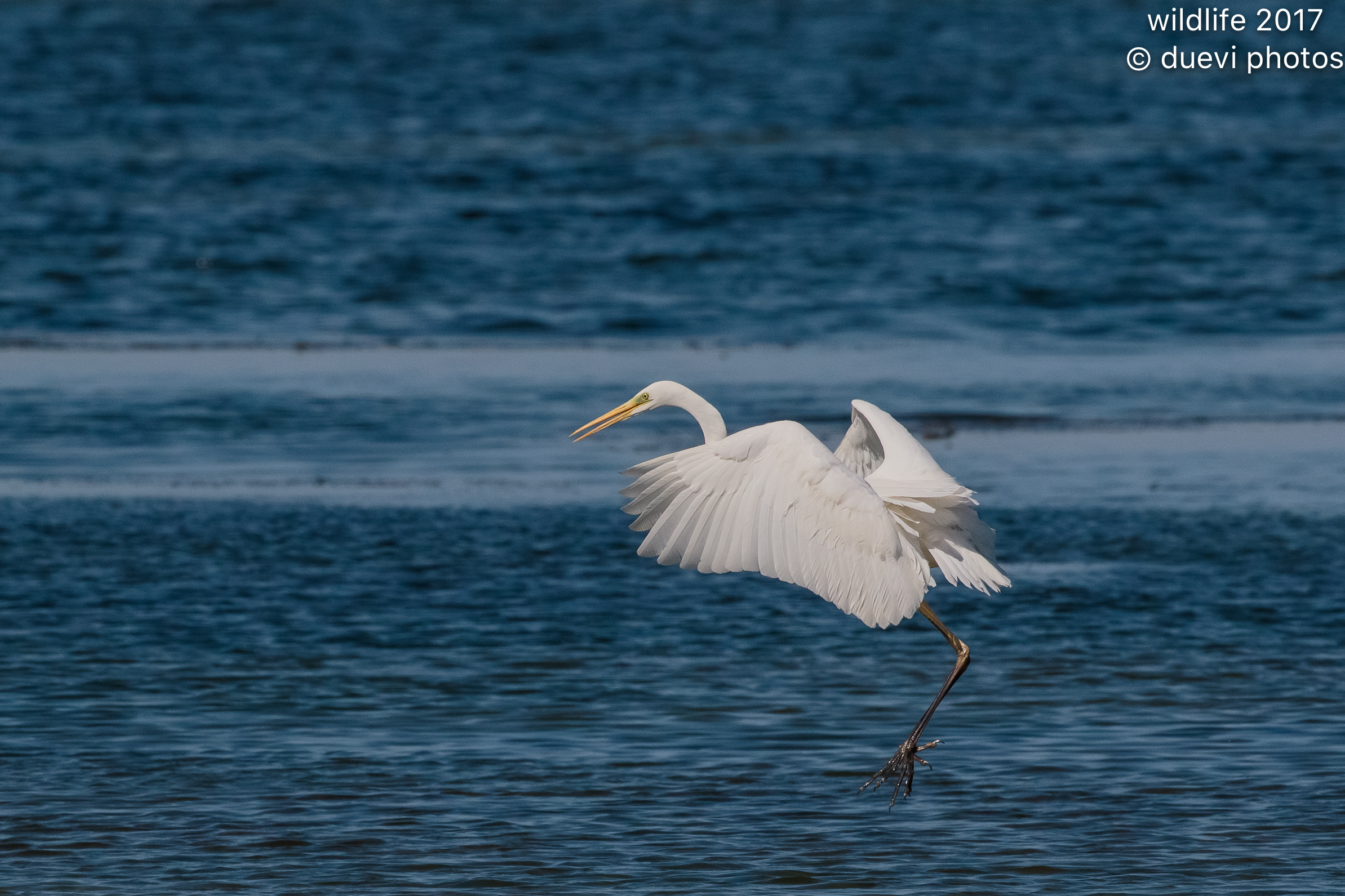 Airone bianco maggiore