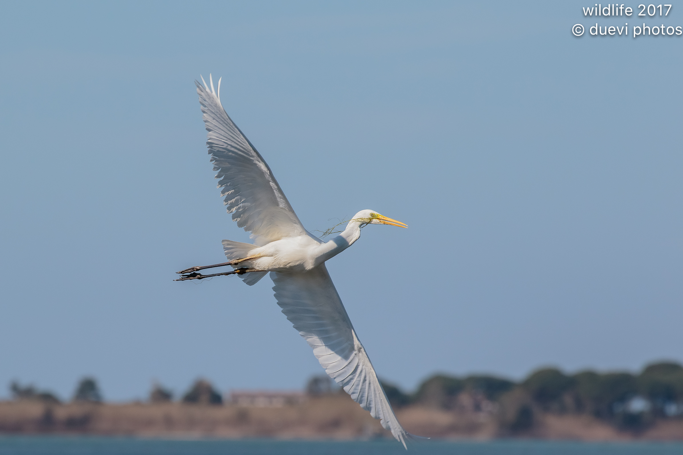 Airone bianco maggiore