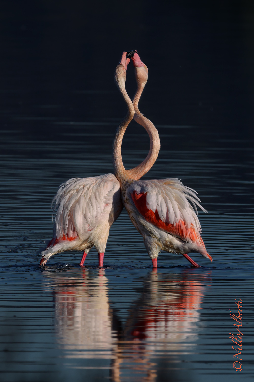 Pink flamingos interlacing