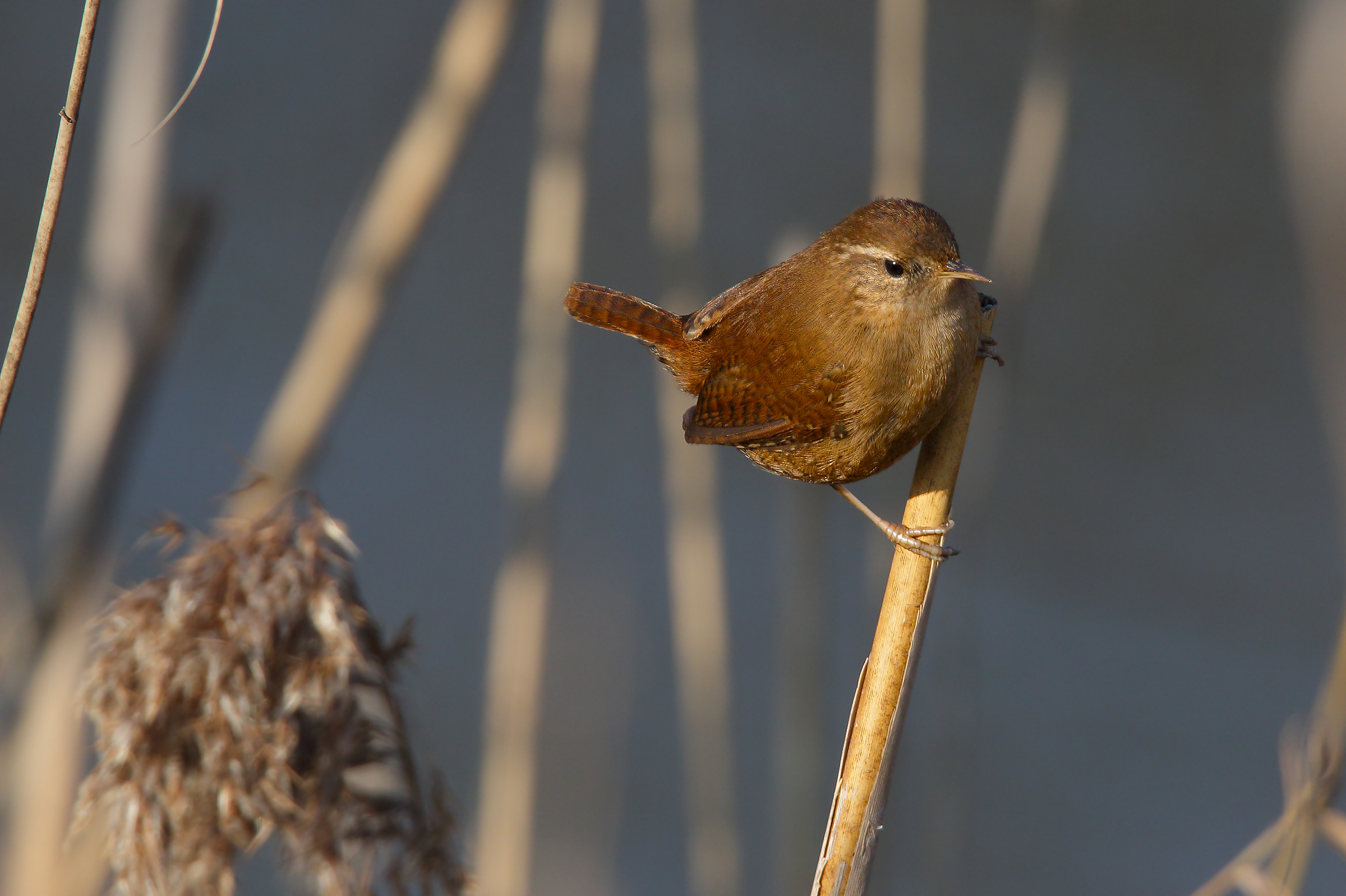 wren