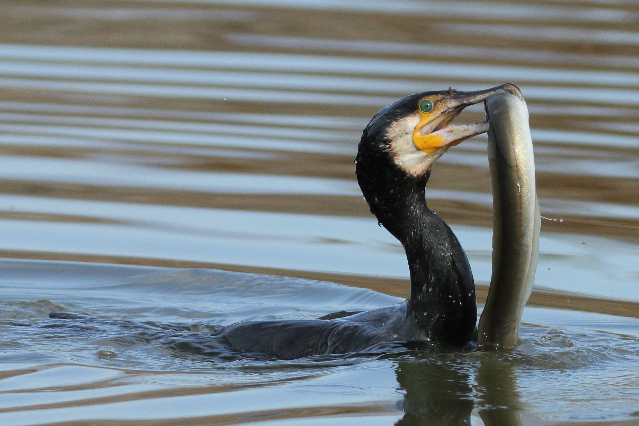 Cormorant vs Eel