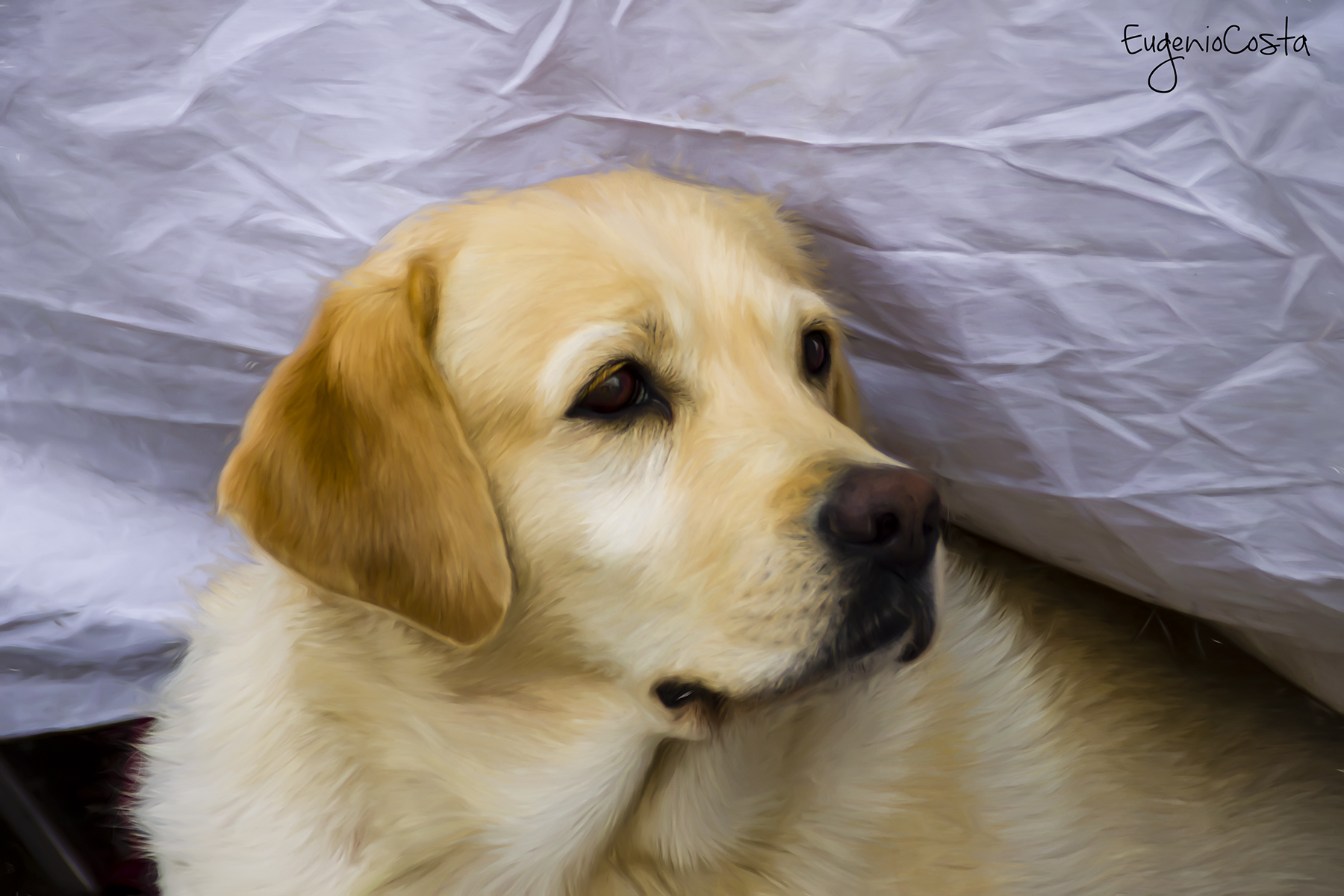 Portrait to a friend of mine ...